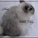 Nora, White Ebony