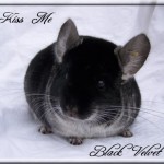 Kiss Me, Black Velvet