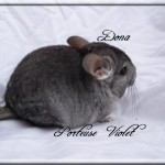 Dona, Porteuse Violet