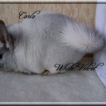 Carla, White Velvet