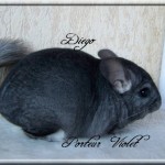 Diego, Porteur Violet