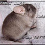Rhisto, Brown Velvet porteur Violet