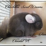 Fantine, Chocolat Hétérozygote porteuse Violet