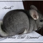 Savate, Porteuse Blue Diamond