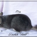 Oris, Deutsch Violet (RARE)
