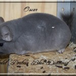Oscar, Violet porteur Blue Diamond