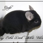 Gadjo, Extra Dark Hétérozygote Velvet
