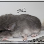 Oliver, Deutsch Violet (RARE