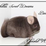 Babou, Chocolat Hétérozygote porteuse Violet