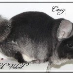 Cassy, Black Velvet