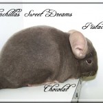 Pistache, Chocolat Hétérozygote