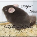 Chokapik, Chocolat Hétérozygote