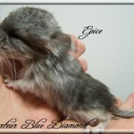 Epice, Porteur Blue Diamond