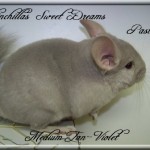 Pastis, Medium tan Violet