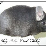 Viola, Extra Dark Hétérozygote