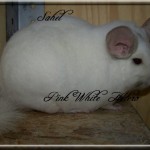 Sahel, Pink White Hétérozygote
