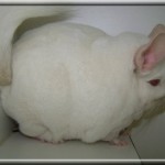 Une boulette sur pattes!