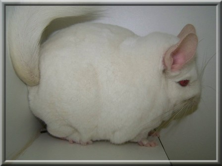 Une boulette sur pattes!