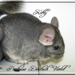 Kitty, Porteuse Deutsch Violet
