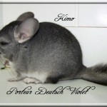 Kimo, Porteur Deutsch Violet