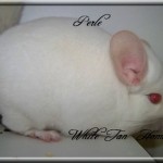 Perle, White Tan Homozygote