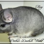 Foxy, Porteur Deutsch Violet