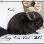 Coton, Extra Dark Hétérozygote