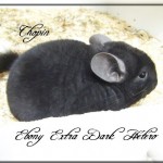 Chopin, Extra Dark Hétérozygote