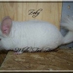 Zaky, White Tan Homozygote
