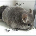 Heidi, Ebony Violet