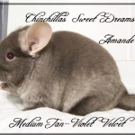 Amande, Medium Tan Violet Velvet