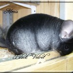 Moris, Black Velvet