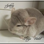Sydney, Beige-Violet Hétérozygote