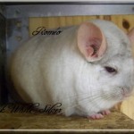 Roméo, White Tan Silver hétérozygote