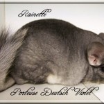 Rainette, Porteuse Deutsch Violet
