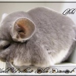 Litchi, Violet porteuse Blue Diamond