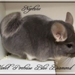 Neptune, Violet porteuse Blue Diamond