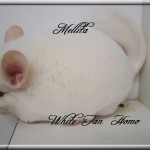 Mellita, White Tan Homozygote