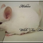 Midoune, White Tan Homozygote