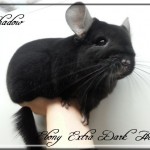 Shadow, Extra Dark Homozygote