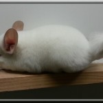 Valentine, White Tan Hétérozygote