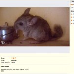 Prix dérisoire pour ce bébé!! Chinchilla semble malade, maigreur extrême