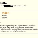 Cette personne écrit "schinschilla", une telle erreur d'orthographe laisse perplex quant aux connaissances sur l'animal, probablement jamais ouvert un livre ni rien lu sur le chinchilla!