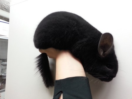 shadow 12.11.20 (1)