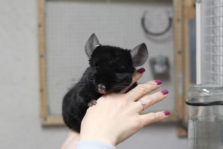 shadow 12.11.20 (4)