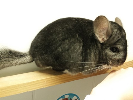 timo 11.08.18 (13)