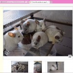 Chinchillas en surnombre dans une seule et même cage de plus tous des white! En espérant qu'ils soient tous du même sexe au moins.