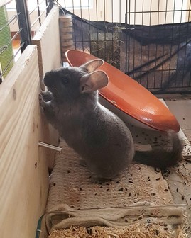 maya