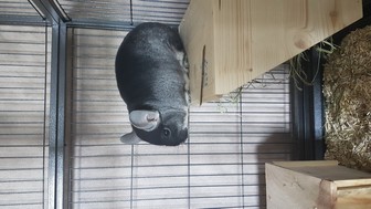 milka (1)
