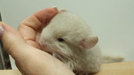 mango 15.04.26 (4)